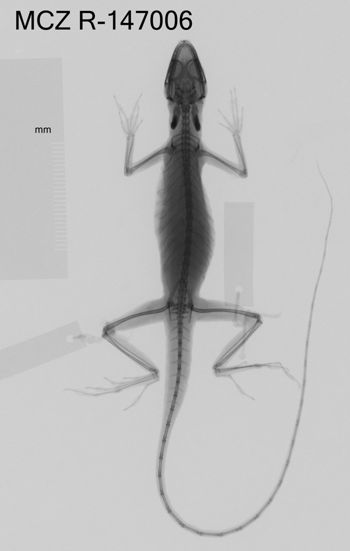 Media type: image;   Herpetology R-147006 Aspect: dorsoventral x-ray